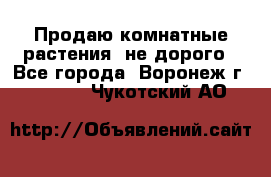 Продаю комнатные растения  не дорого - Все города, Воронеж г.  »    . Чукотский АО